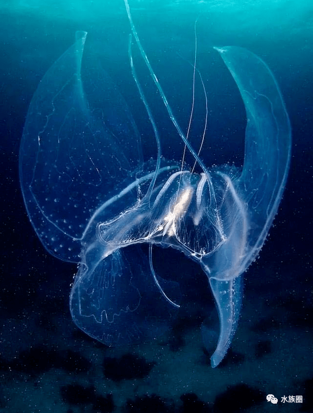 Alexander Semenov镜头下的海洋生物，你不曾经过的海底世界。