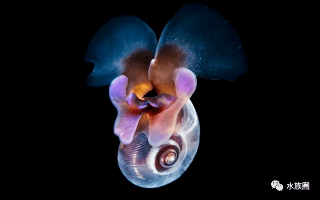 Alexander Semenov镜头下的海洋生物，你不曾经过的海底世界。