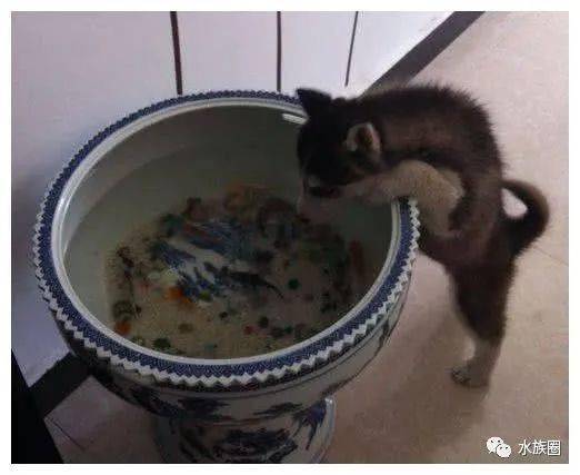 狗和鱼“势不两立”？哈士奇啃鱼缸喝鱼缸水，柴犬把鱼缸当厕所