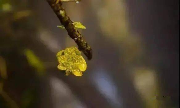 超美的热带雨林缸，简直是人间仙境！