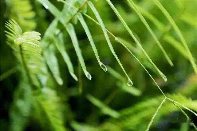 超美的热带雨林缸，简直是人间仙境！