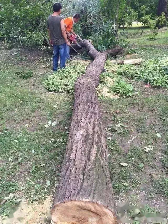 超美的热带雨林缸，简直是人间仙境！