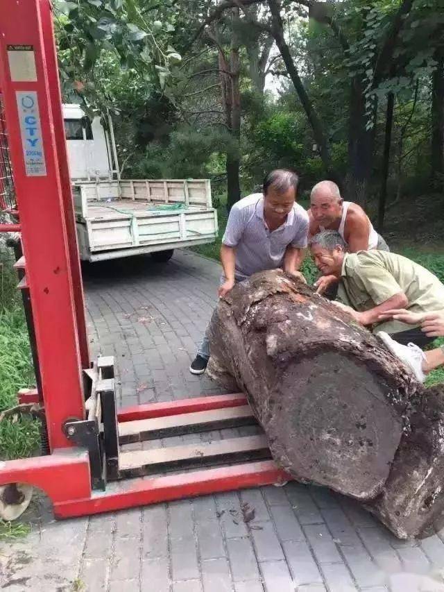 超美的热带雨林缸，简直是人间仙境！