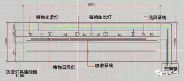 超美的热带雨林缸，简直是人间仙境！