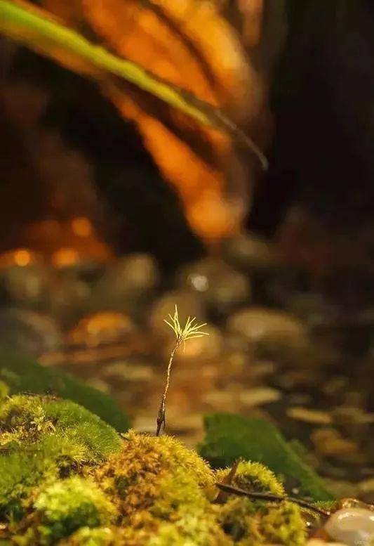 超美的热带雨林缸，简直是人间仙境！