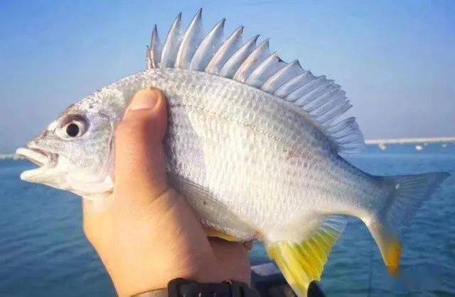 水族观赏鱼行业入坑基础名词扫盲。新手必看！再有人问你怎么养鱼丢给他。