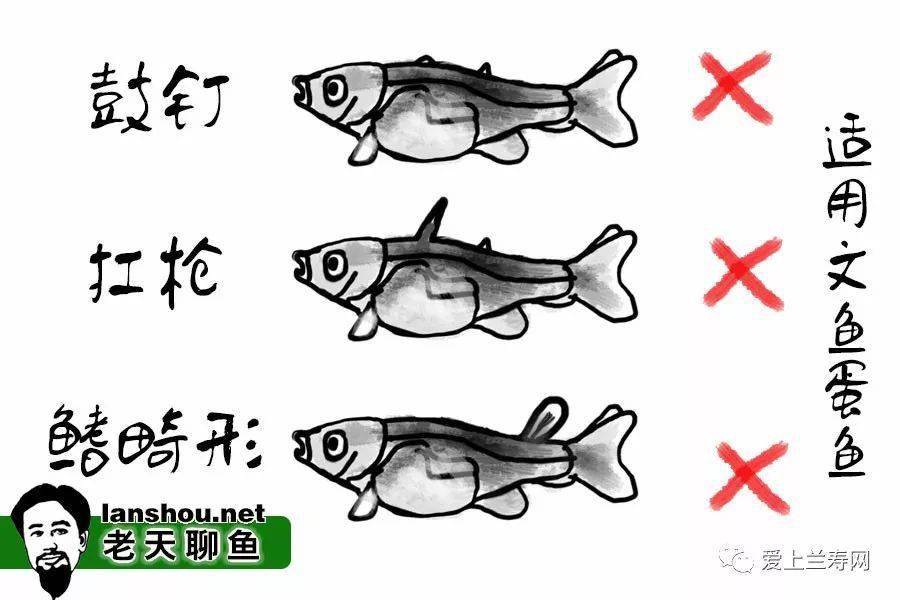 新手繁殖金鱼攻略——图解金鱼苗儿一选的筛选标准