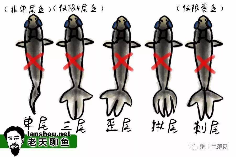 新手繁殖金鱼攻略——图解金鱼苗儿一选的筛选标准