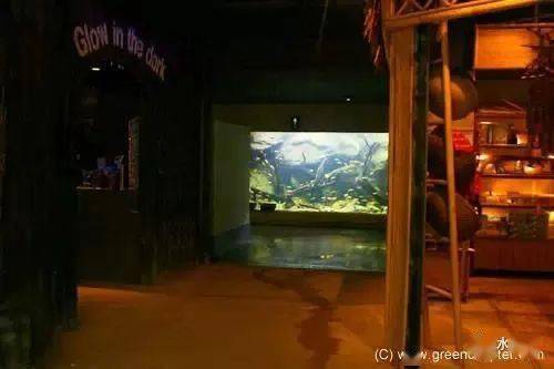 新加坡夜间野生动物园这个5米的三湖慈鲷缸我可不仅仅是大写的服！