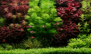 新开水草缸如何防止爆藻？