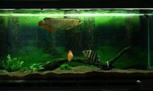 基础理论学习——鱼缸生态系统的建立和维护