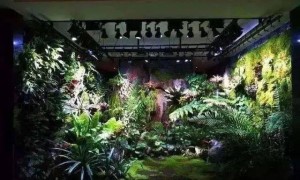 超美的热带雨林缸，简直是人间仙境！