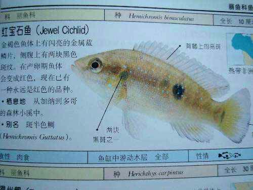 红宝石鱼怎么养