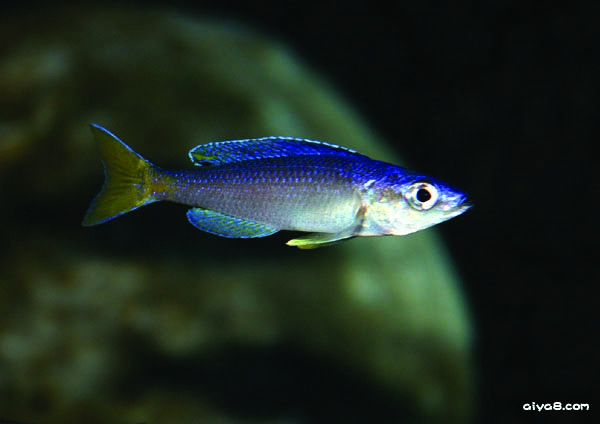 常见热带鱼的特性与饲养