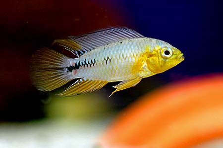 常见热带鱼的特性与饲养