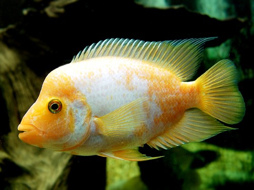 热带鱼的繁殖技术
