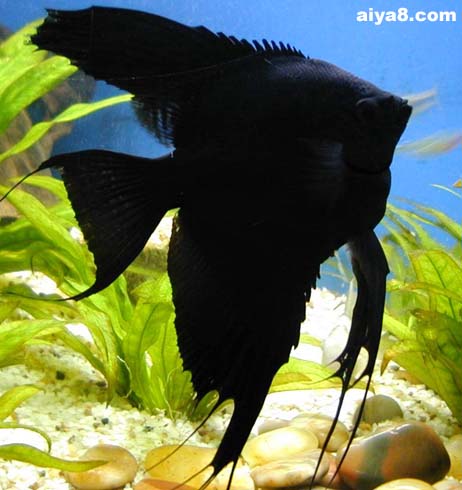 黑神仙鱼黑燕