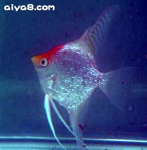 红头金神仙鱼