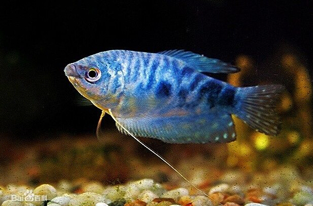 蓝星鱼的繁殖