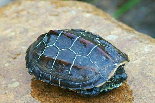 草龟怎么养更有灵性？摸清楚草龟的习性