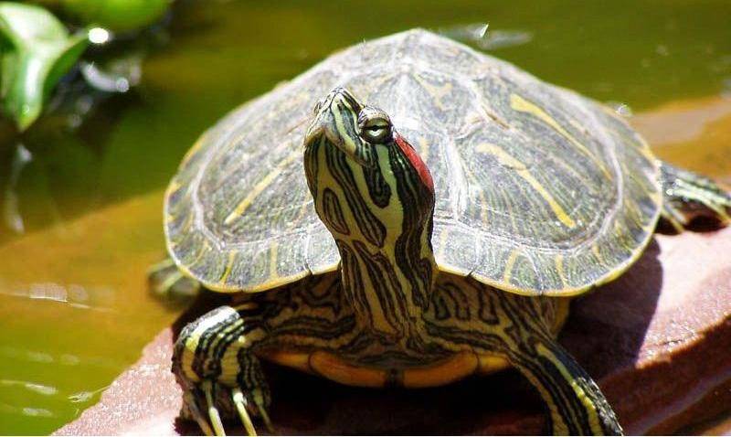 巴西龟什么时候冬眠？一般是根据气温来的