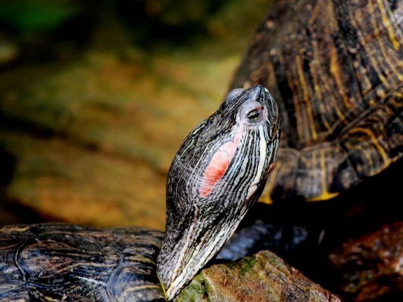巴西红耳龟对人的危害，需谨慎对待