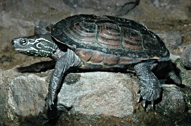 中华草龟能长多大？还真长不了多大