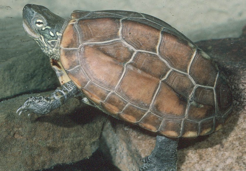 中华草龟能长多大？还真长不了多大