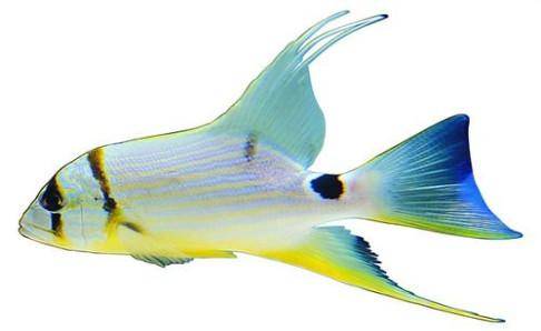 热带鱼身上长白点怎么办？看看是不是这些原因