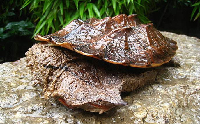 乌龟最长寿命是多少年？龟仙人可不是吹出来的