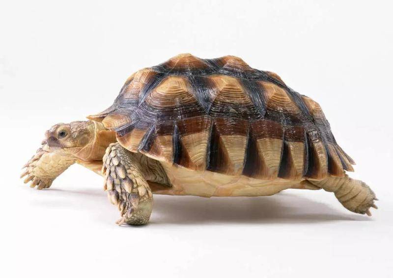 巴西龟能长多大，关键看你怎么养