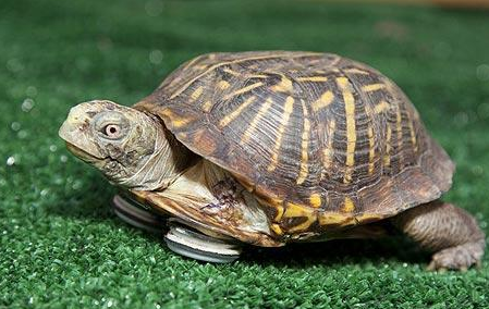 巴西龟能长多大，关键看你怎么养