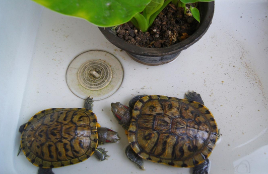 巴西红耳龟怎么养，适合新手饲养的方法