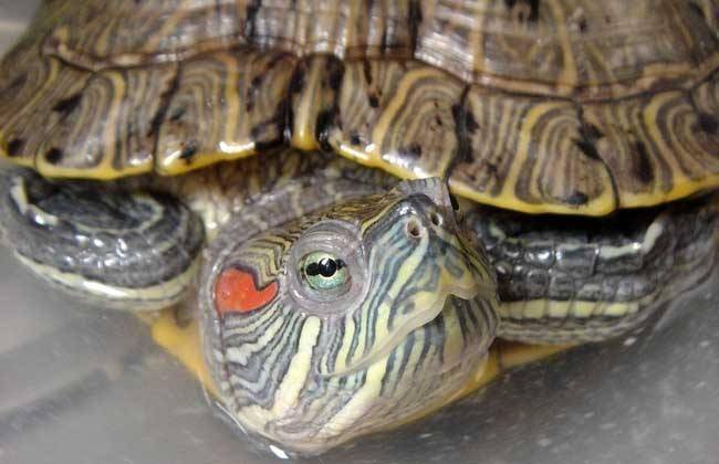 巴西红耳龟怎么养，适合新手饲养的方法