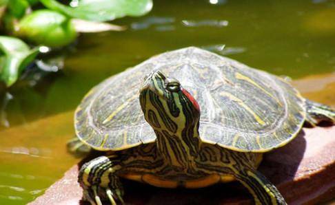 巴西龟不吃东西怎么办？日常总结的小建议