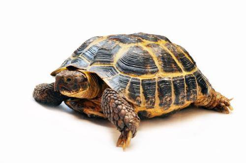 乌龟的寿命有多长？千年乌龟万年鳖