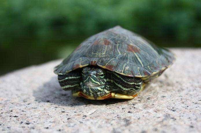 小乌龟的生活习性，一起科普乌龟生活