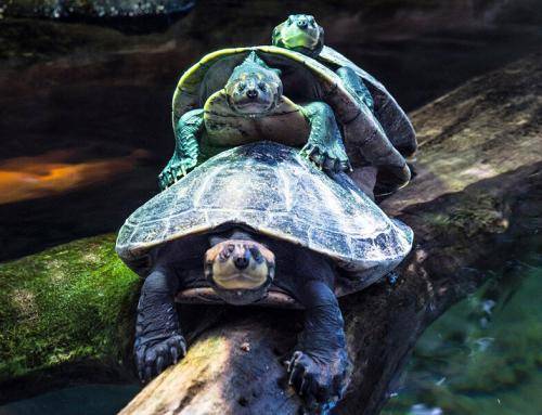 乌龟冬眠吗，它怎样度过冬眠期