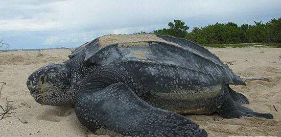 世界上最大的乌龟，张开嘴就慌了