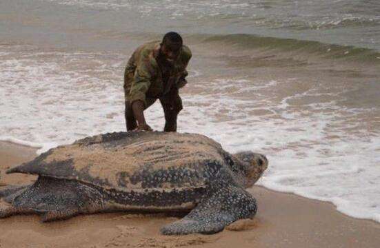世界上最大的乌龟，张开嘴就慌了
