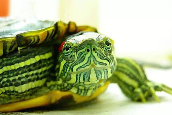 巴西龟怎么养？万年龟是这样养成的