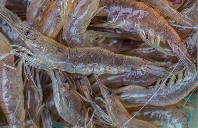 河虾吃什么，小小身体竟能容纳万物