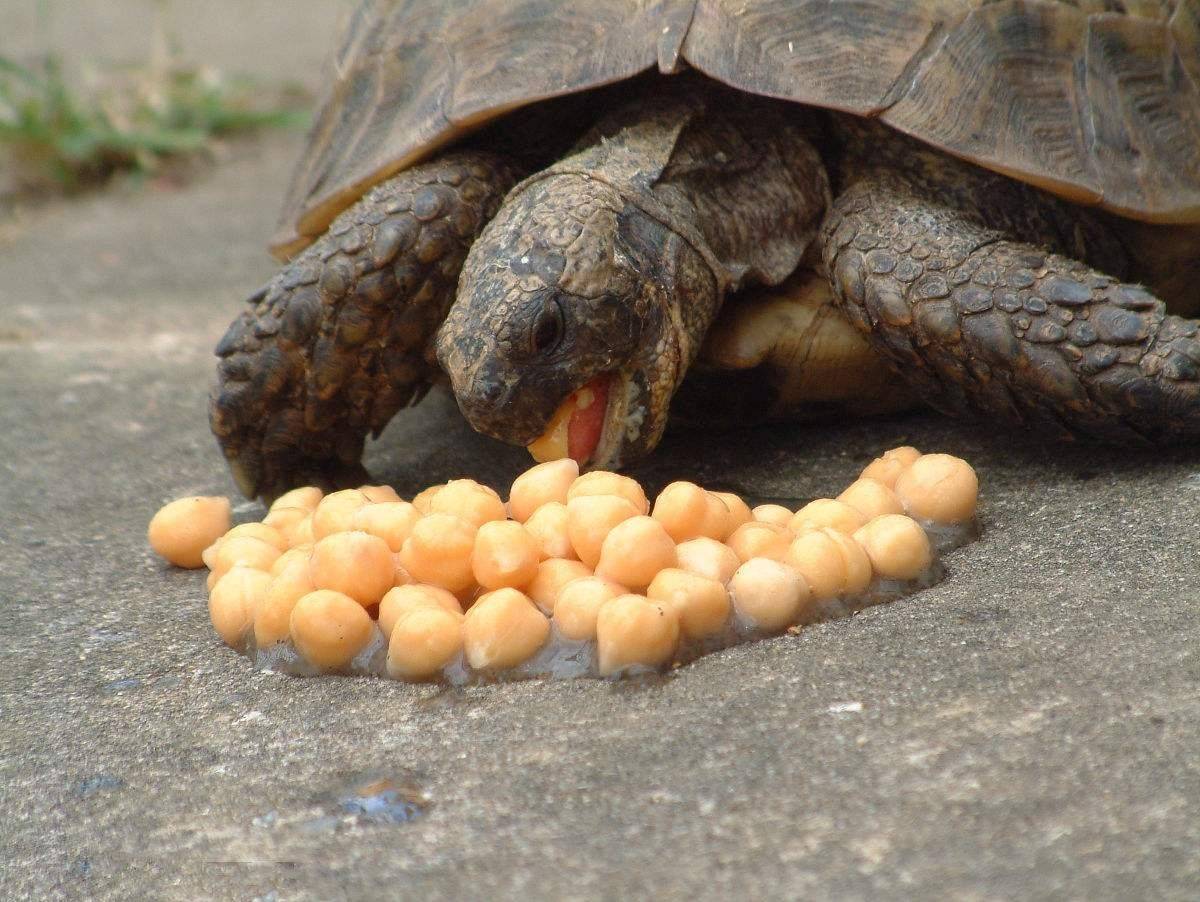 乌龟吃什么食物，反正不只吃素就对了