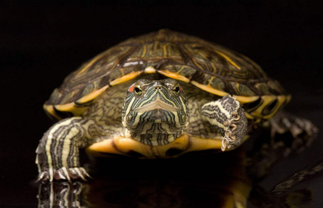 巴西龟可以干养吗，爱它必须好生饲养