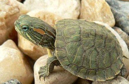 巴西龟可以干养吗，爱它必须好生饲养
