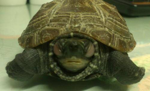 小乌龟眼睛睁不开的原因，都是水质惹的祸