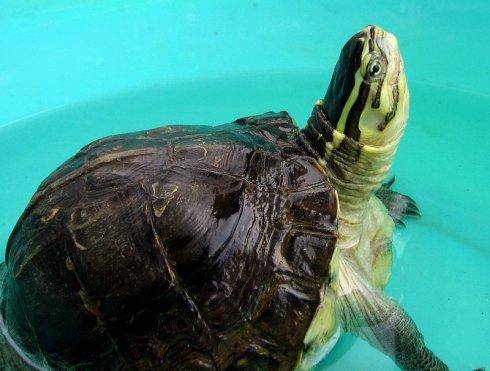 小乌龟眼睛睁不开的原因，都是水质惹的祸
