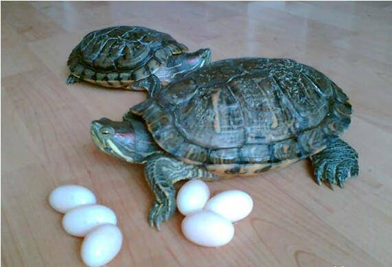 乌龟蛋怎么孵化，这样操作就对了