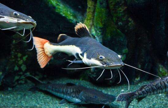 淡水鱼的种类图片 快来认领你的鱼!