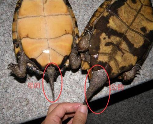 巴西龟怎么分公母，最详细的分辨法在这